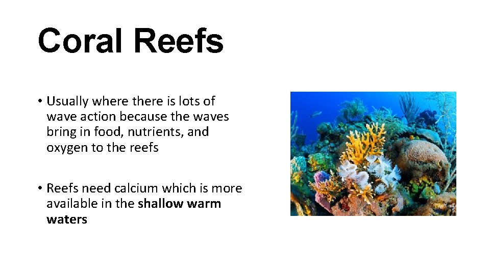 Coral Reefs • Usually where there is lots of wave action because the waves