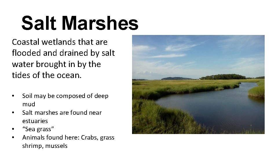 Salt Marshes Coastal wetlands that are flooded and drained by salt water brought in