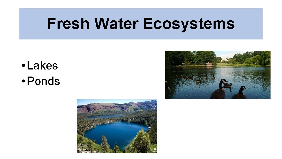 Fresh Water Ecosystems • Lakes • Ponds 