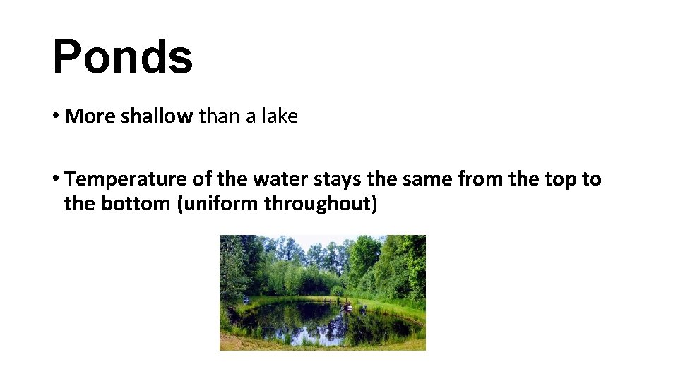 Ponds • More shallow than a lake • Temperature of the water stays the