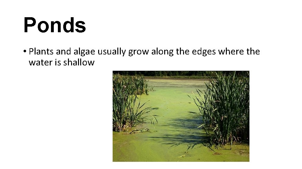 Ponds • Plants and algae usually grow along the edges where the water is