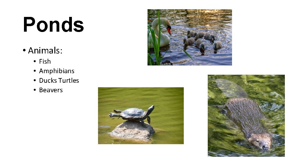 Ponds • Animals: • • Fish Amphibians Ducks Turtles Beavers 