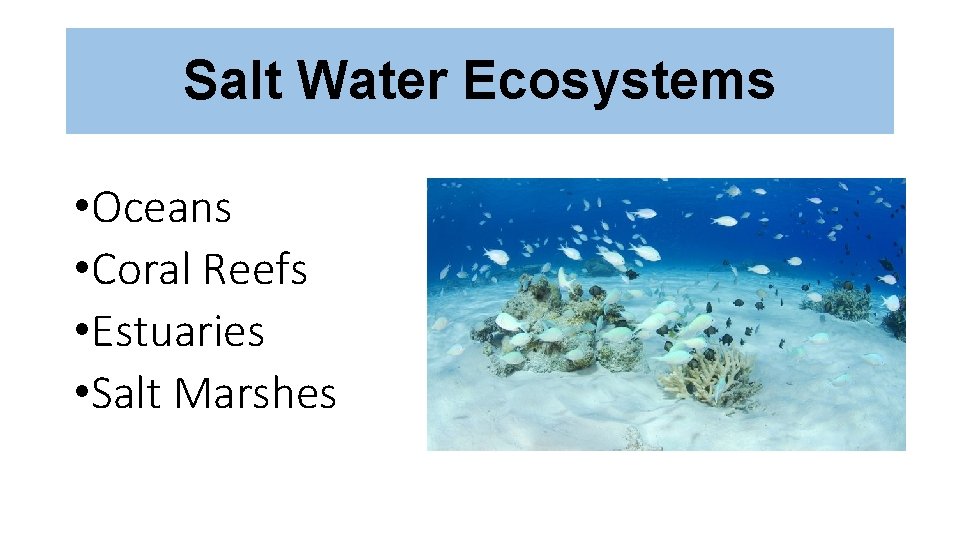 Salt Water Ecosystems • Oceans • Coral Reefs • Estuaries • Salt Marshes 