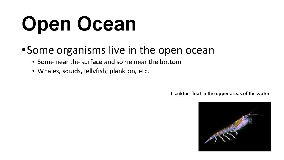 Open Ocean • Some organisms live in the open ocean • Some near the