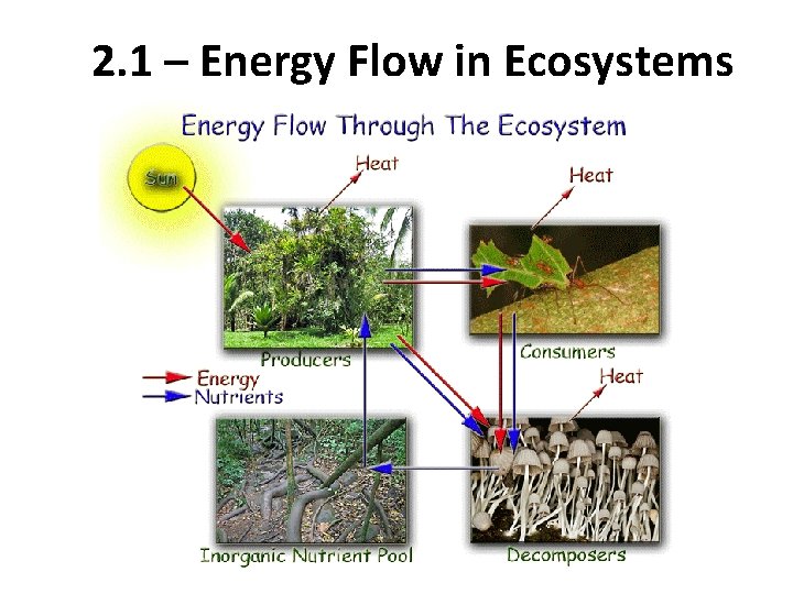 2. 1 – Energy Flow in Ecosystems 