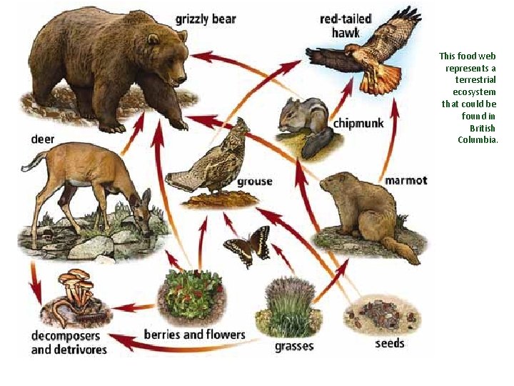 This food web represents a terrestrial ecosystem that could be found in British Columbia.