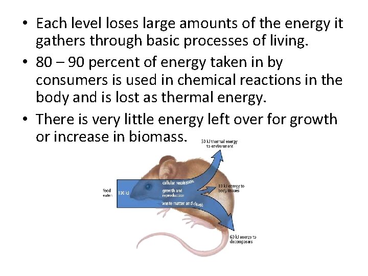  • Each level loses large amounts of the energy it gathers through basic