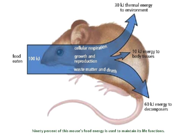 Ninety percent of this mouse’s food energy is used to maintain its life functions.