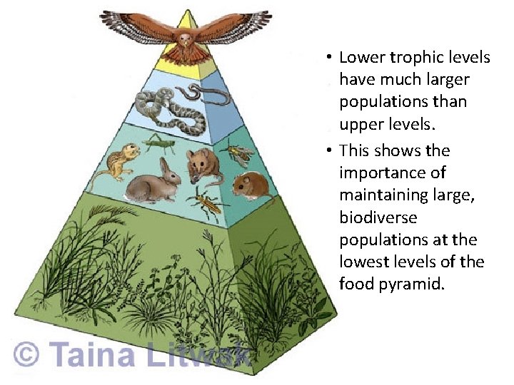  • Lower trophic levels have much larger populations than upper levels. • This