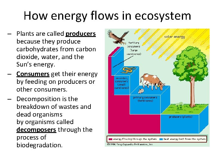 How energy flows in ecosystem – Plants are called producers because they produce carbohydrates