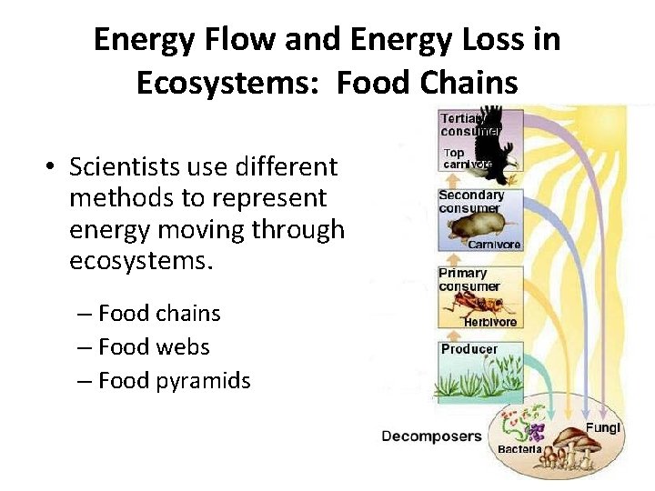 Energy Flow and Energy Loss in Ecosystems: Food Chains • Scientists use different methods