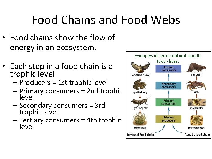 Food Chains and Food Webs • Food chains show the flow of energy in