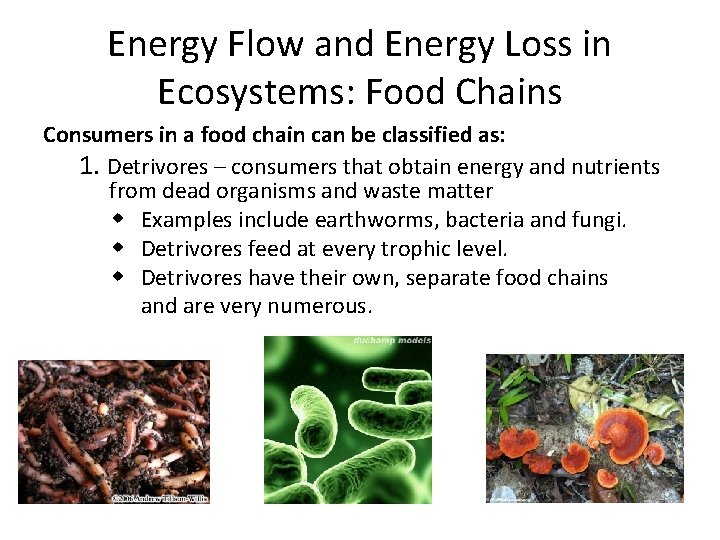 Energy Flow and Energy Loss in Ecosystems: Food Chains Consumers in a food chain