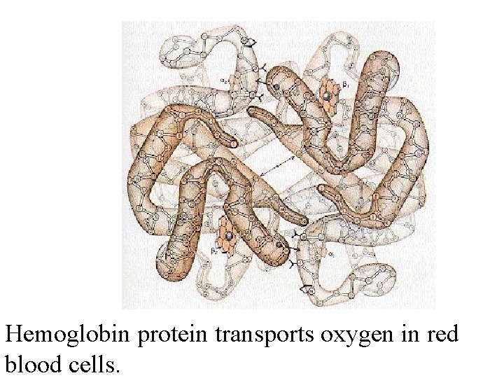 Hemoglobin protein transports oxygen in red blood cells. 