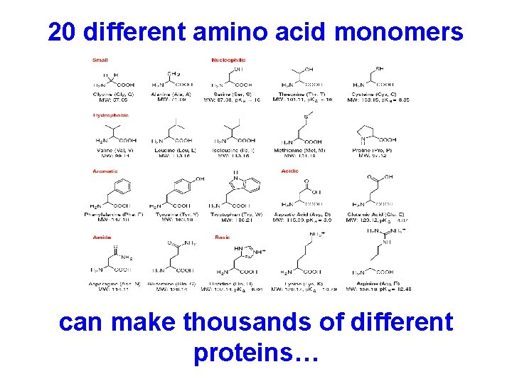 20 different amino acid monomers can make thousands of different proteins… 