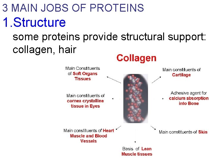 3 MAIN JOBS OF PROTEINS 1. Structure some proteins provide structural support: collagen, hair