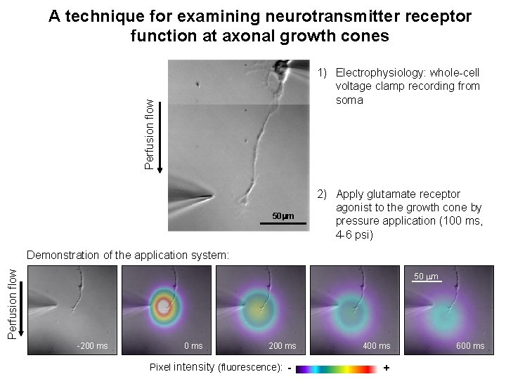 A technique for examining neurotransmitter receptor function at axonal growth cones Perfusion flow 1)