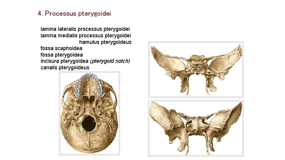 4. Processus pterygoidei lamina lateralis processus pterygoidei lamina medialis processus pterygoidei hamulus pterygoideus fossa 4. Processus pterygoidei lamina lateralis processus pterygoidei lamina medialis processus pterygoidei hamulus pterygoideus fossa