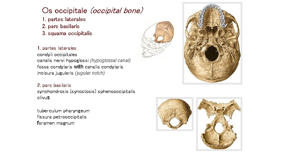 Os occipitale (occipital bone) 1. partes laterales 2. pars basilaris 3. squama occipitalis 1. Os occipitale (occipital bone) 1. partes laterales 2. pars basilaris 3. squama occipitalis 1.