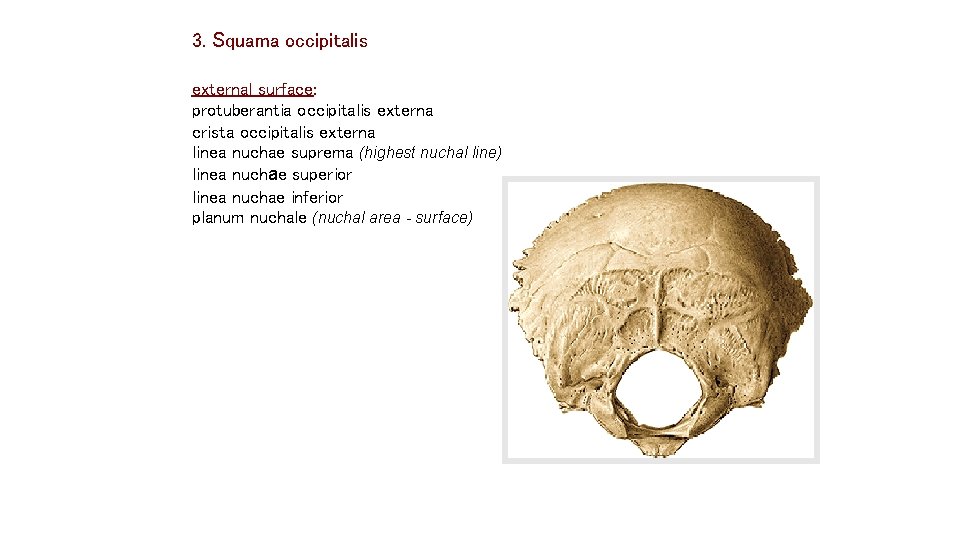3. Squama occipitalis external surface: protuberantia occipitalis externa crista occipitalis externa linea nuchae suprema 3. Squama occipitalis external surface: protuberantia occipitalis externa crista occipitalis externa linea nuchae suprema