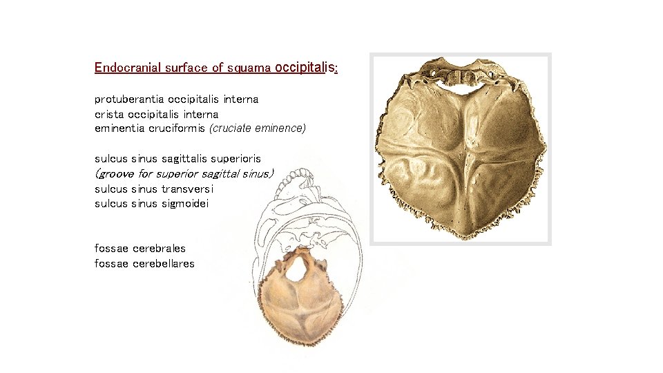 Endocranial surface of squama occipitalis: protuberantia occipitalis interna crista occipitalis interna eminentia cruciformis (cruciate Endocranial surface of squama occipitalis: protuberantia occipitalis interna crista occipitalis interna eminentia cruciformis (cruciate