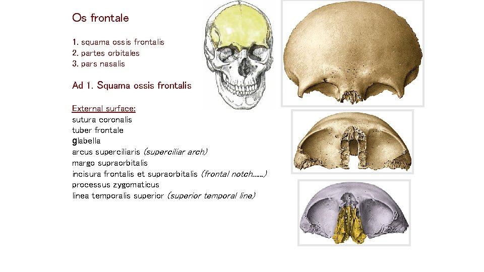 Os frontale 1. squama ossis frontalis 2. partes orbitales 3. pars nasalis Ad 1. Os frontale 1. squama ossis frontalis 2. partes orbitales 3. pars nasalis Ad 1.