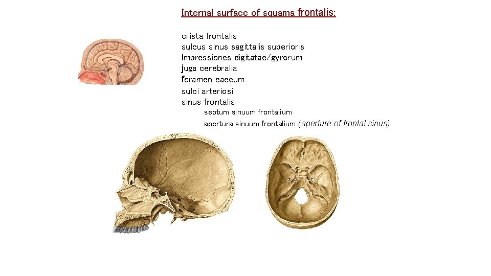Internal surface of squama frontalis: crista frontalis sulcus sinus sagittalis superioris impressiones digitatae/gyrorum juga Internal surface of squama frontalis: crista frontalis sulcus sinus sagittalis superioris impressiones digitatae/gyrorum juga