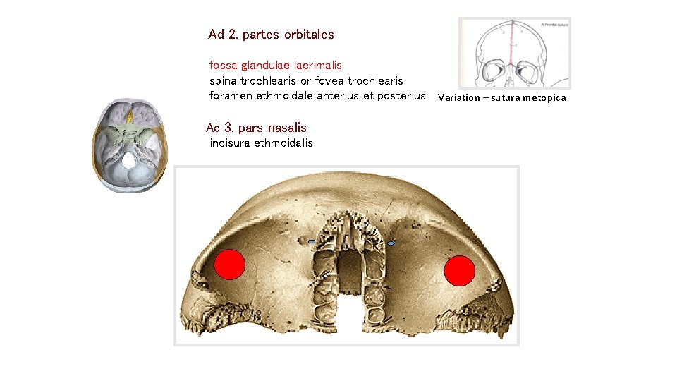 Ad 2. partes orbitales fossa glandulae lacrimalis spina trochlearis or fovea trochlearis foramen ethmoidale Ad 2. partes orbitales fossa glandulae lacrimalis spina trochlearis or fovea trochlearis foramen ethmoidale