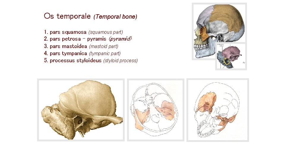 Os temporale (Temporal bone) 1. 2. 3. 4. 5. pars squamosa (squamous part) pars Os temporale (Temporal bone) 1. 2. 3. 4. 5. pars squamosa (squamous part) pars