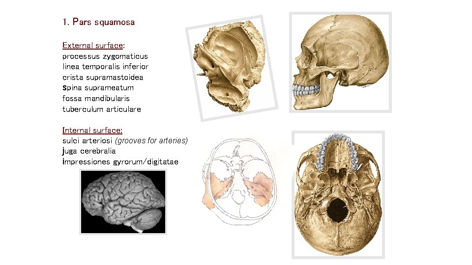 1. Pars squamosa External surface: processus zygomaticus linea temporalis inferior crista supramastoidea spina suprameatum 1. Pars squamosa External surface: processus zygomaticus linea temporalis inferior crista supramastoidea spina suprameatum