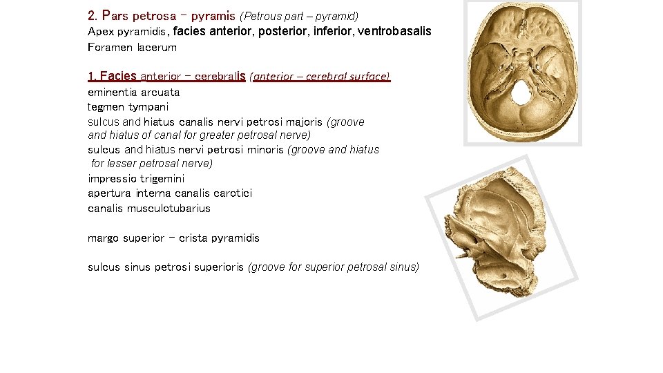 2. Pars petrosa – pyramis (Petrous part – pyramid) Apex pyramidis, facies anterior, posterior, 2. Pars petrosa – pyramis (Petrous part – pyramid) Apex pyramidis, facies anterior, posterior,