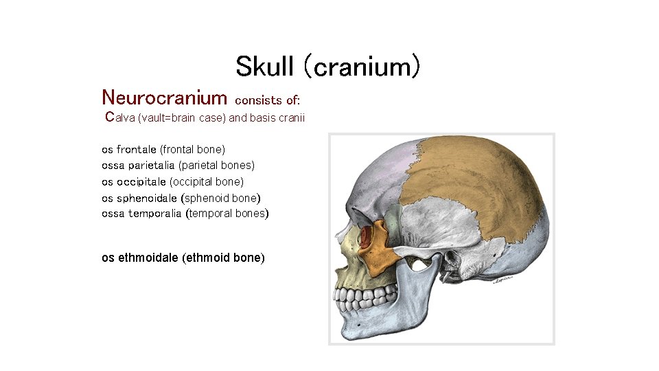 Skull (cranium) Neurocranium consists of: Calva (vault=brain case) and basis cranii os frontale (frontal Skull (cranium) Neurocranium consists of: Calva (vault=brain case) and basis cranii os frontale (frontal