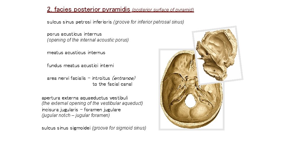 2. facies posterior pyramidis (posterior surface of pyramid) sulcus sinus petrosi inferioris (groove for 2. facies posterior pyramidis (posterior surface of pyramid) sulcus sinus petrosi inferioris (groove for