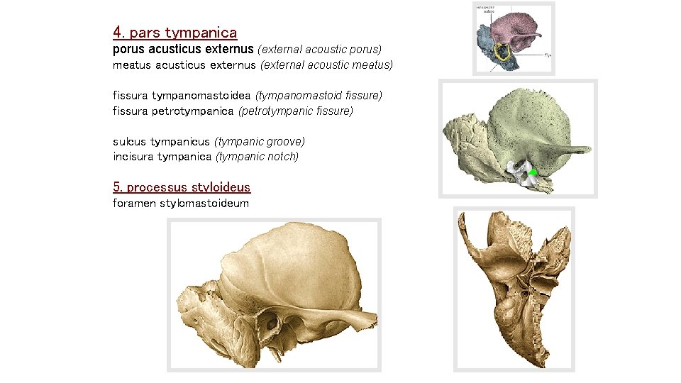 4. pars tympanica porus acusticus externus (external acoustic porus) meatus acusticus externus (external acoustic 4. pars tympanica porus acusticus externus (external acoustic porus) meatus acusticus externus (external acoustic