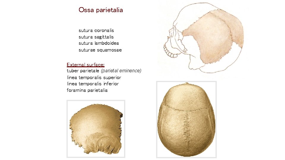 Ossa parietalia sutura coronalis sutura sagittalis sutura lambdoidea suturae squamosae External surface: tuber parietale Ossa parietalia sutura coronalis sutura sagittalis sutura lambdoidea suturae squamosae External surface: tuber parietale