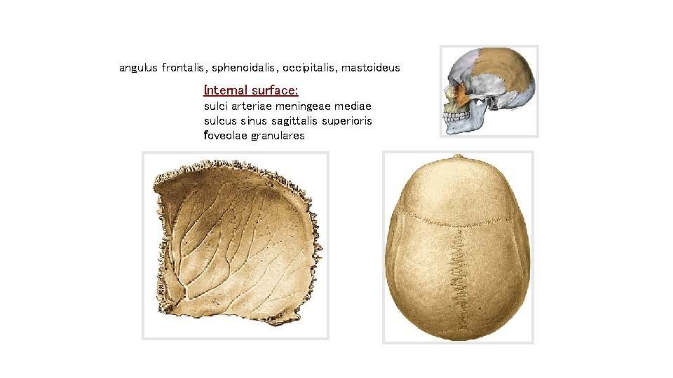 angulus frontalis, sphenoidalis, occipitalis, mastoideus Internal surface: sulci arteriae meningeae mediae sulcus sinus sagittalis angulus frontalis, sphenoidalis, occipitalis, mastoideus Internal surface: sulci arteriae meningeae mediae sulcus sinus sagittalis