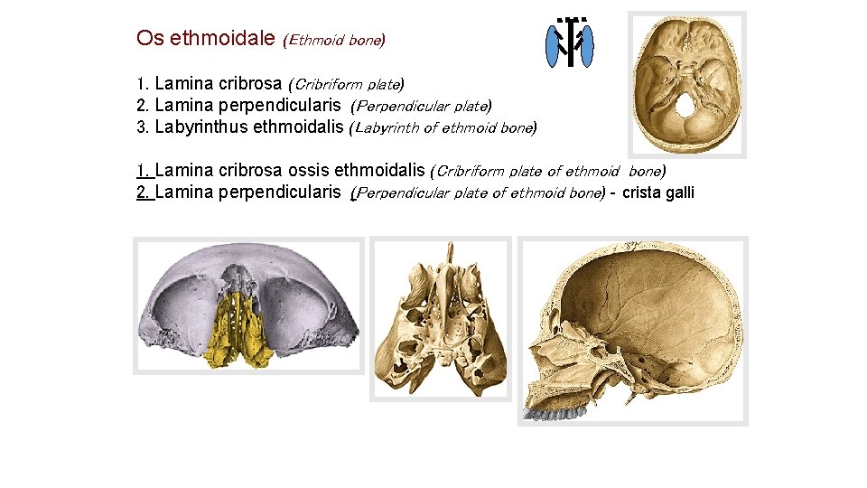 Os ethmoidale (Ethmoid bone) 1. Lamina cribrosa (Cribriform plate) 2. Lamina perpendicularis (Perpendicular plate) Os ethmoidale (Ethmoid bone) 1. Lamina cribrosa (Cribriform plate) 2. Lamina perpendicularis (Perpendicular plate)