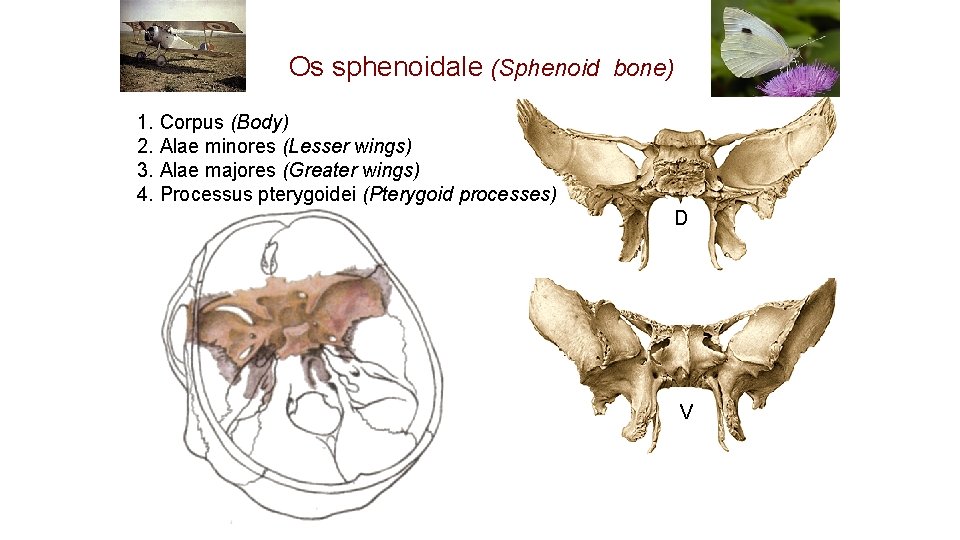 Os sphenoidale (Sphenoid bone) 1. Corpus (Body) 2. Alae minores (Lesser wings) 3. Alae Os sphenoidale (Sphenoid bone) 1. Corpus (Body) 2. Alae minores (Lesser wings) 3. Alae
