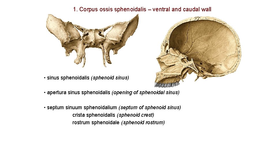 1. Corpus ossis sphenoidalis – ventral and caudal wall • sinus sphenoidalis (sphenoid sinus) 1. Corpus ossis sphenoidalis – ventral and caudal wall • sinus sphenoidalis (sphenoid sinus)