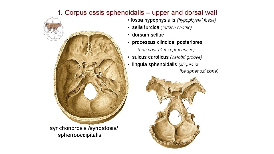 1. Corpus ossis sphenoidalis – upper and dorsal wall • fossa hypophysialis (hypophysial fossa) 1. Corpus ossis sphenoidalis – upper and dorsal wall • fossa hypophysialis (hypophysial fossa)