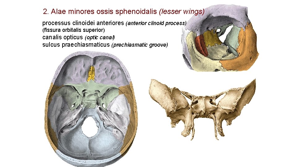 2. Alae minores ossis sphenoidalis (lesser wings) processus clinoidei anteriores (anterior clinoid process) (fissura 2. Alae minores ossis sphenoidalis (lesser wings) processus clinoidei anteriores (anterior clinoid process) (fissura