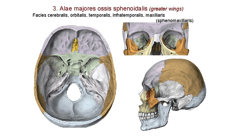 3. Alae majores ossis sphenoidalis (greater wings) Facies cerebralis, orbitalis, temporalis, infratemporalis, maxillaris (sphenomaxillaris) 3. Alae majores ossis sphenoidalis (greater wings) Facies cerebralis, orbitalis, temporalis, infratemporalis, maxillaris (sphenomaxillaris)