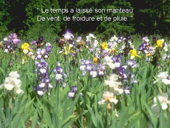 " Le temps a laissé son manteau De vent, de froidure et de pluie.