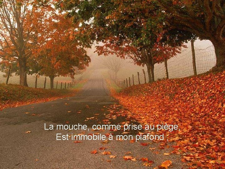La mouche, comme prise au piège, Est immobile à mon plafond ; 