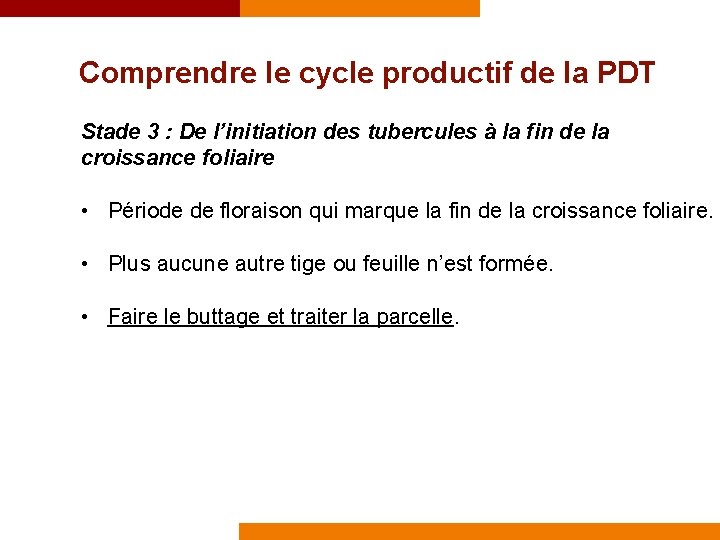 Comprendre le cycle productif de la PDT Stade 3 : De l’initiation des tubercules