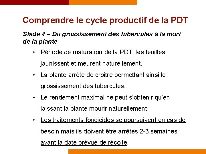 Comprendre le cycle productif de la PDT Stade 4 – Du grossissement des tubercules