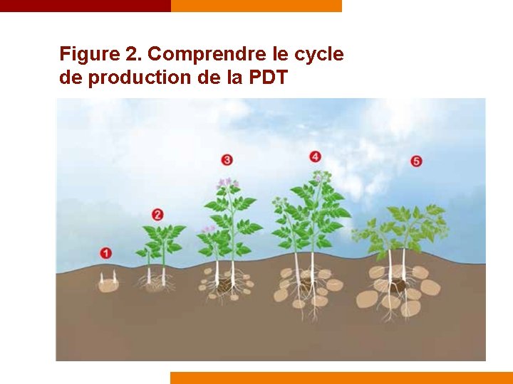 Figure 2. Comprendre le cycle de production de la PDT 