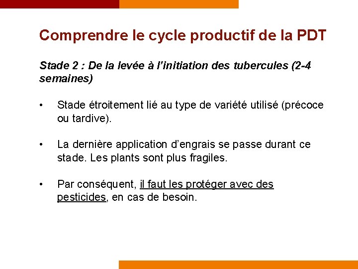 Comprendre le cycle productif de la PDT Stade 2 : De la levée à