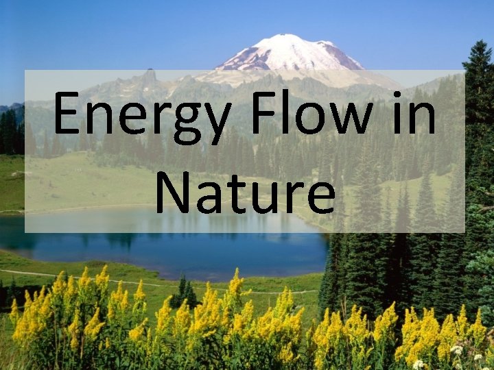Energy Flow in Nature 