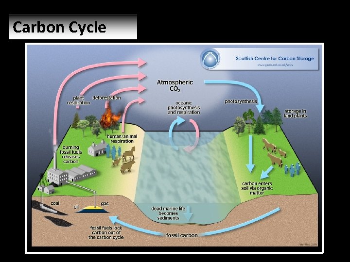 Carbon Cycle 